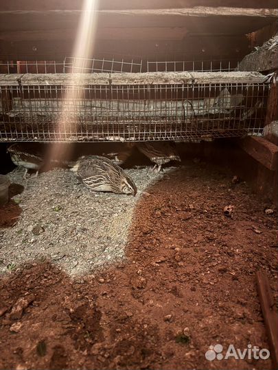 Инкубационное яйцо перепелки