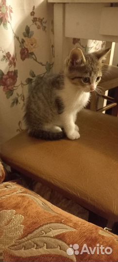 Кошка