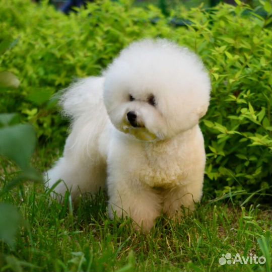 Вязка кобель