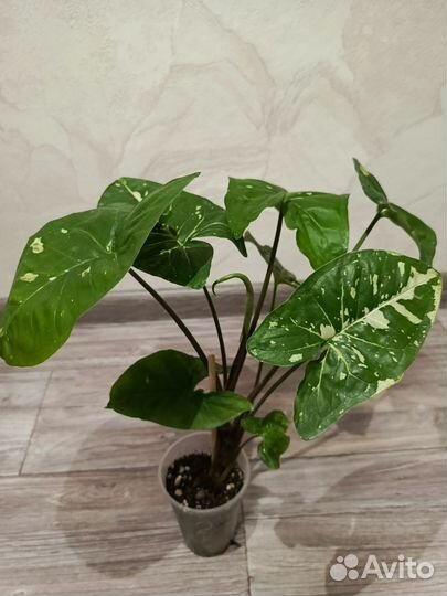 Сингониум панда