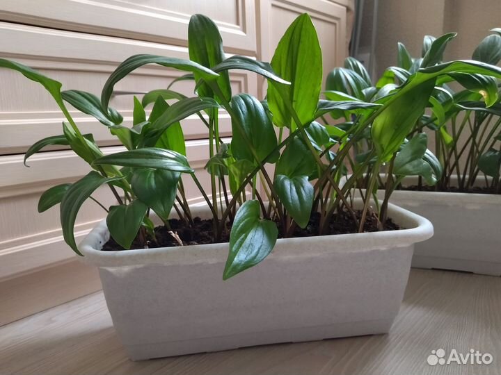 Комнатный цветок: Дримиопсис