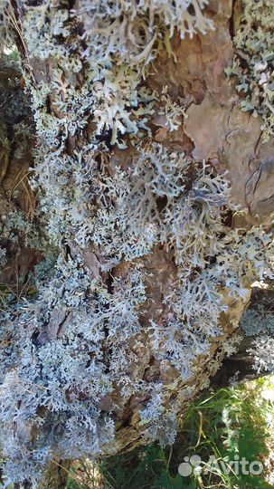 Пармелия блуждающая (лишайник) Крым