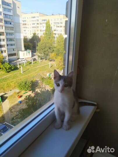 Котенок