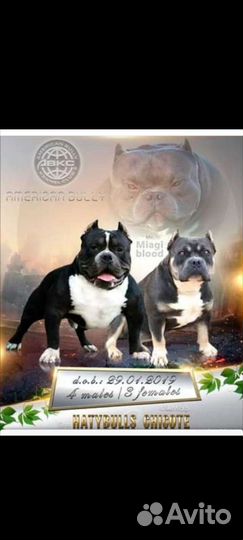 Американский булли вязка