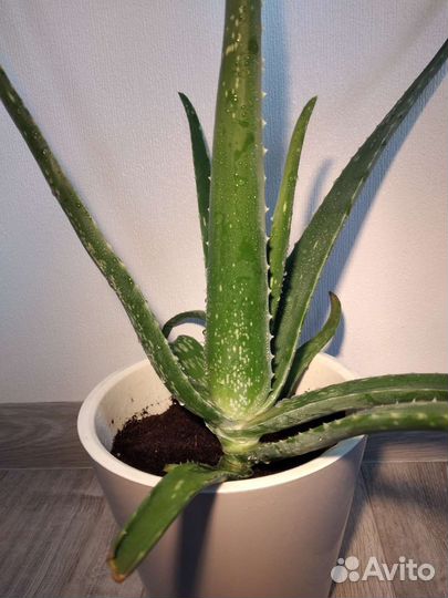 Алоэ большой, могу бесплатно отсадить отростки