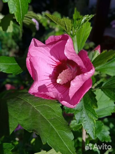 Гибискус садовый