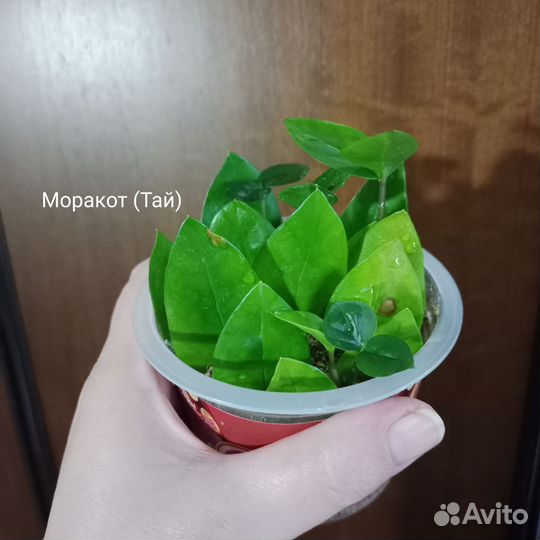 Перья, листья разных сортов Замиокулькаса