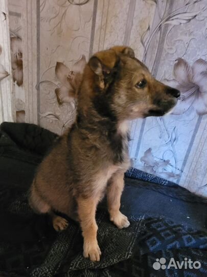 Щенки дворняги