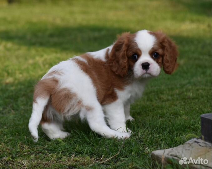 Кавалер кинг чарльз спаниель