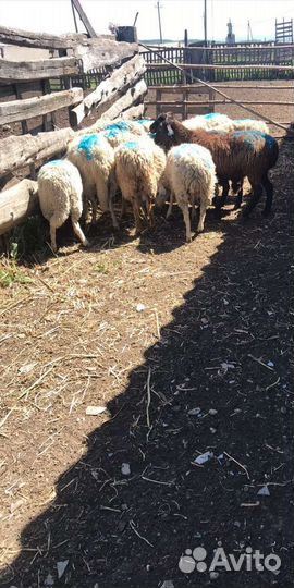 Барашки, овцы