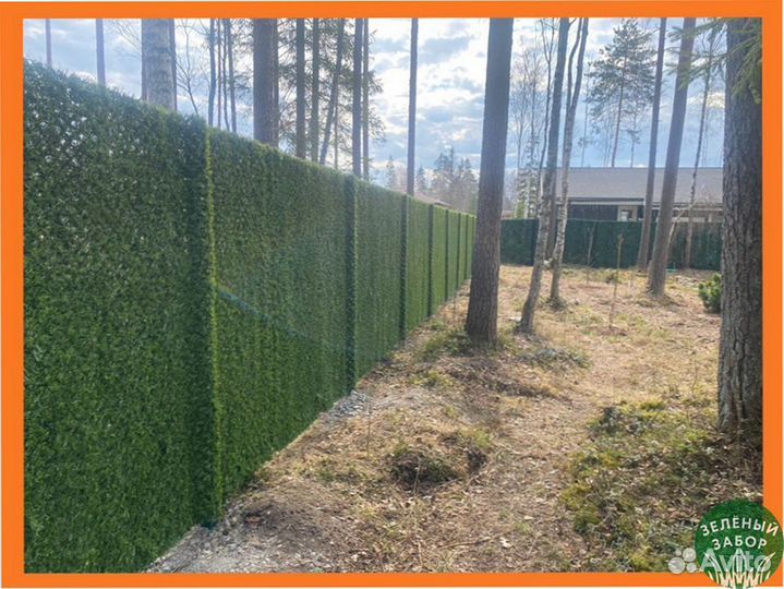 Калифорнийская изгородь