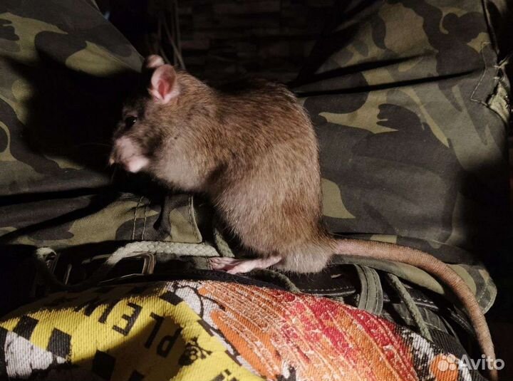 Крыса домашняя