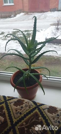 Алоэ столетник