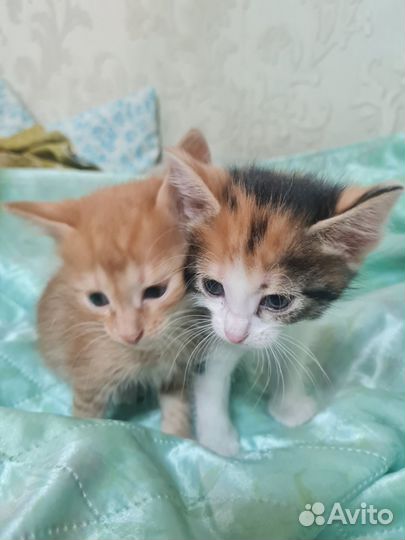 Котята