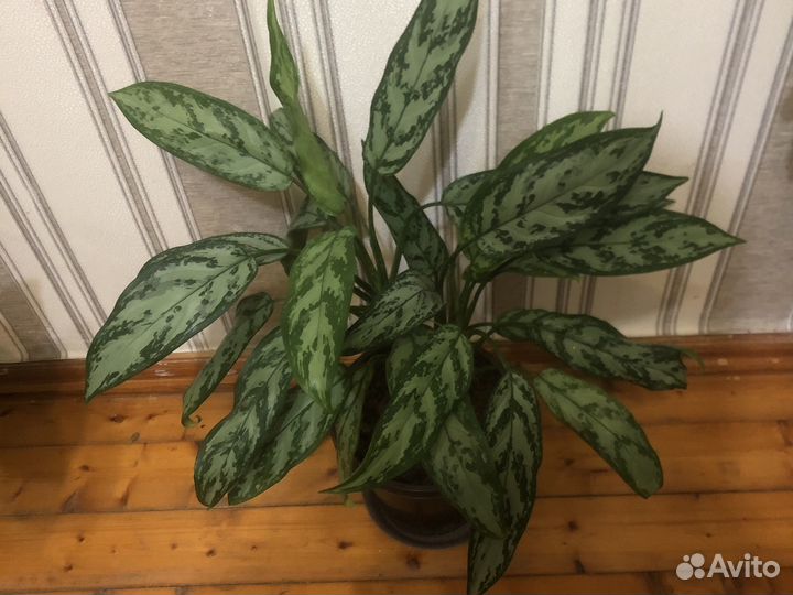 Диффенбахия