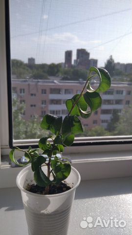 Фикус Барокко