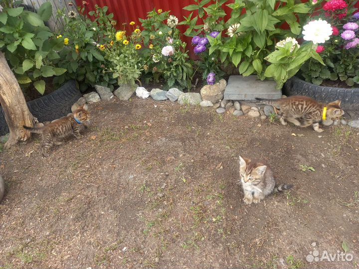 Котята британки
