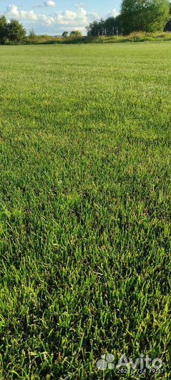 Рулонный газон