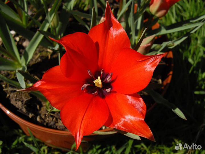 Мини тюльпаны. Луковицы