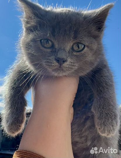 Котята в добрые руки даром бесплатно