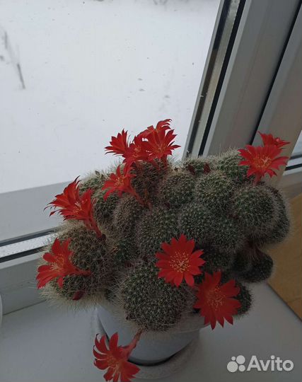 Продаю кактусы