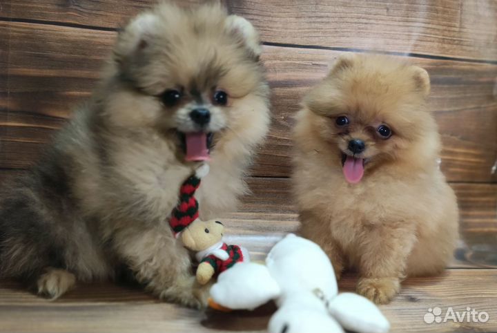 Померанский шпиц