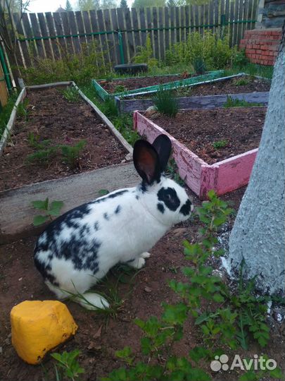 Продаются кролики