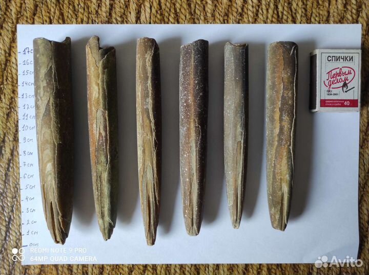 Белемниты коллекционные