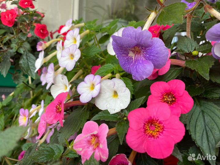 Ризомы ахименесов