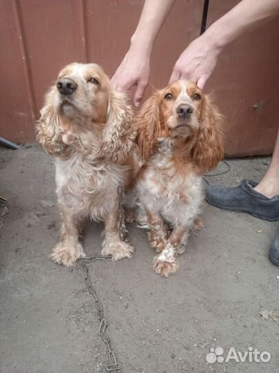 Бронь щенков спаниэля