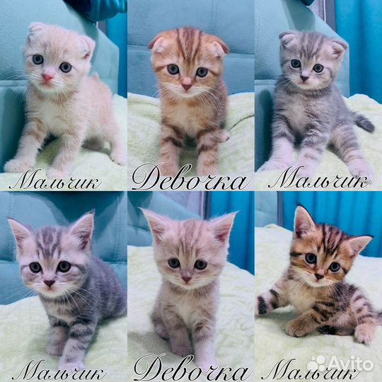 Шотландские котята