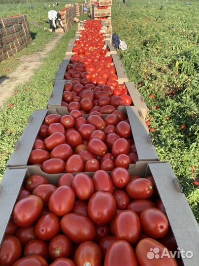 Помидоры