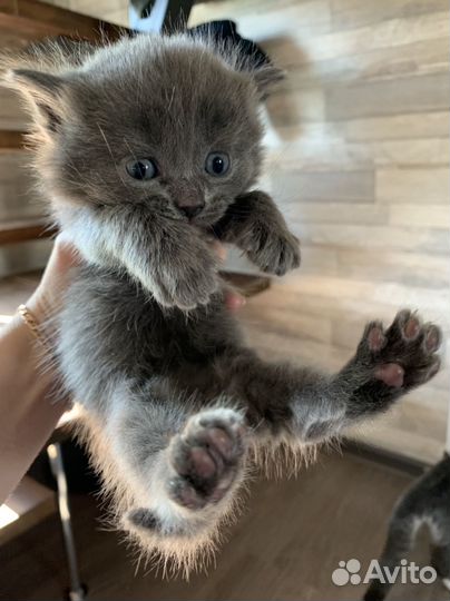 Котята от вислоухой шотландской кошки