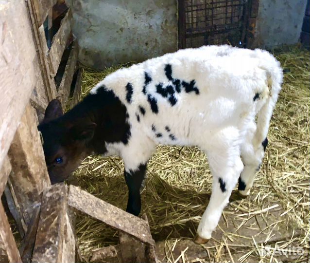 Телочка 2 недели