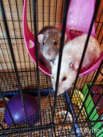 Крысы с клеткой