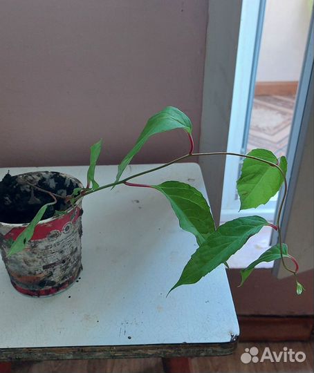 Лимонник китайский