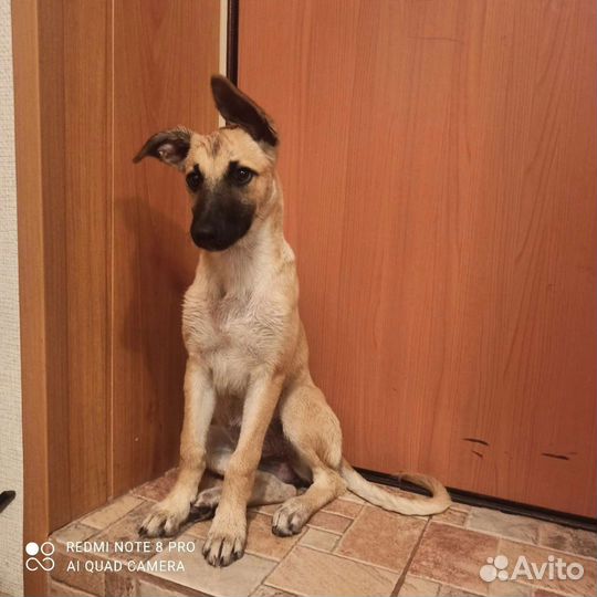 Ищет дом щенок(девочка)