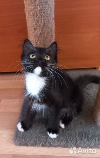 Котенок девочка