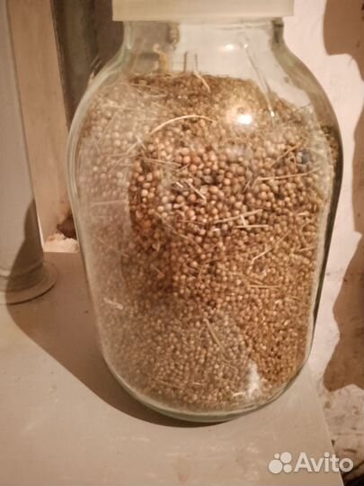 Семена кинзы (кориандра), амфора, жëлтый арбуз