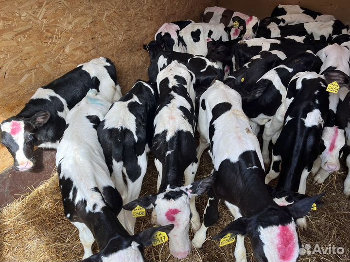 Телята бычки