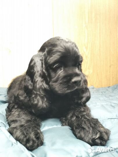 Кокер спаниель