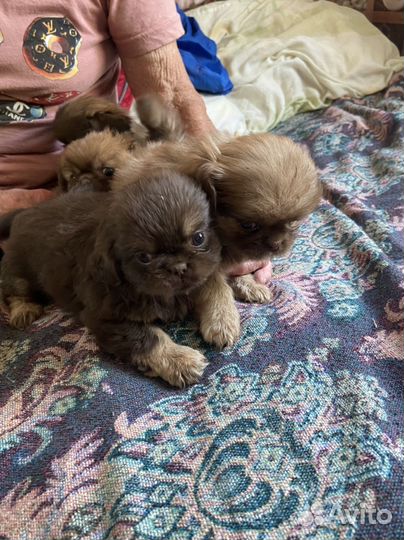 Щенки пекинеса