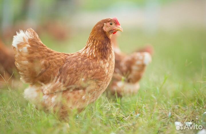 Куры несушки с агрофермы