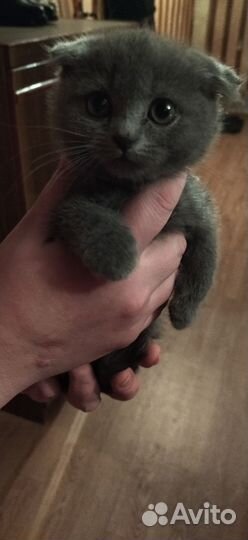 Отдам кошку в добрые руки