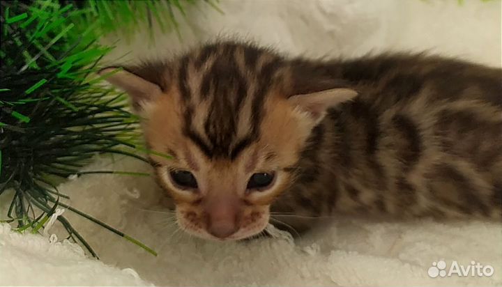 Бенгальские котята