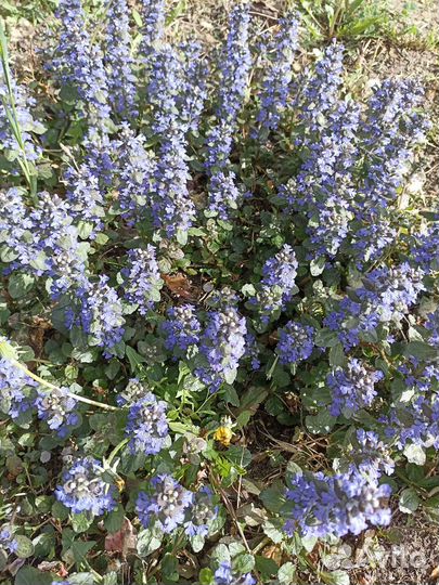 Многолетники