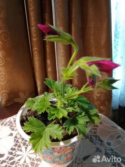 Пеларгония герань