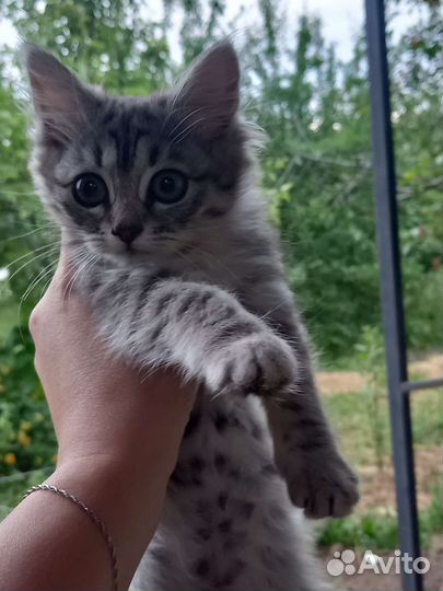 Кошки бесплатно