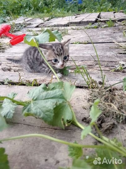 Котята в дар бесплатно