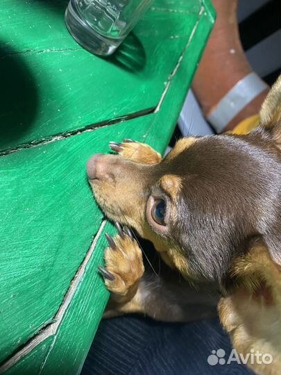 Мини той-терьер вязка